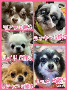 🐾今日の里親様募集中ワンコ🐶メンバーです🐾2023,3,7【保護犬カフェ天神橋店】